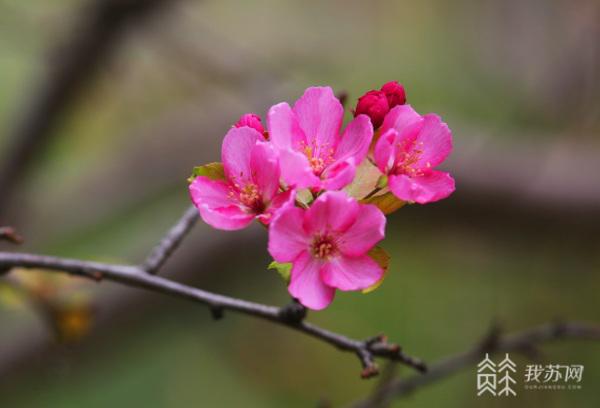 海棠反季节开花 而且花果同枝(图1)