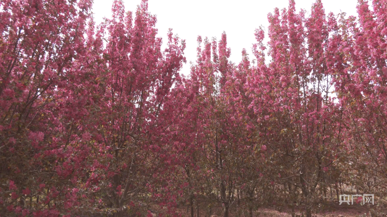 海棠染红妆 花开致富路(图1)