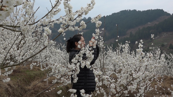 贵州桐梓：万亩樱桃花迎春绽放(图1)