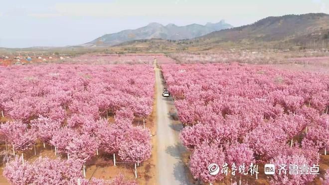 源来好创业丨邰俊源：致富走“花”路五莲樱花“颜值”变产值(图3)