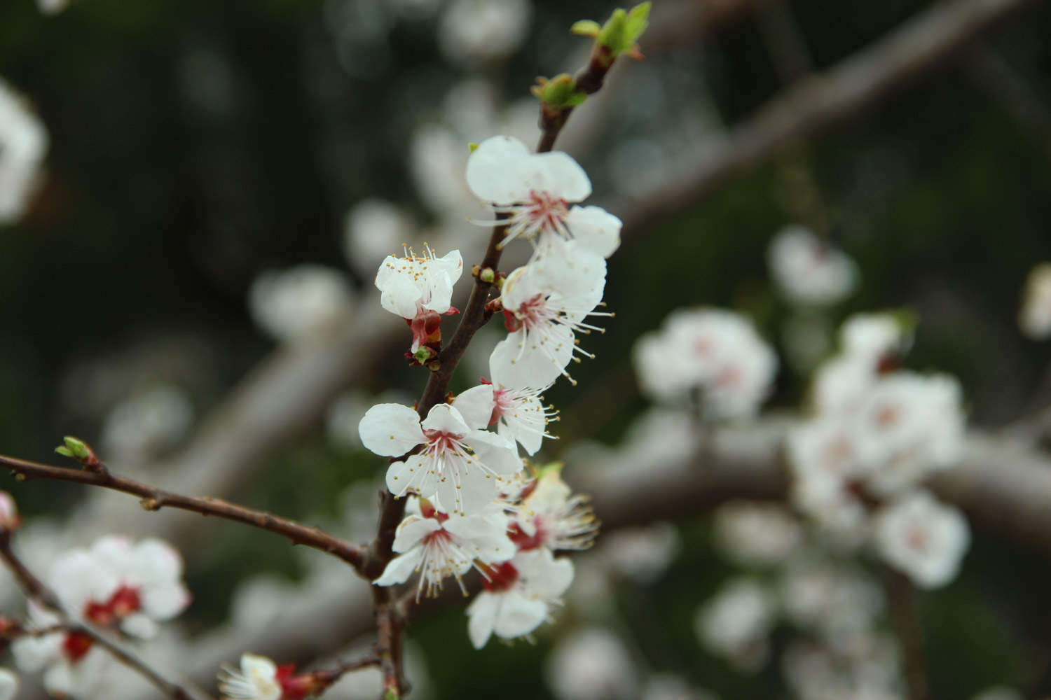 樱桃树是樱花树吗(图3)