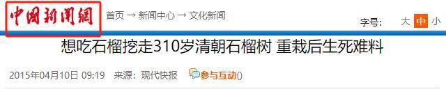 310岁古树！2015年江苏3男子连根挖起种到自家院子称：想吃石榴(图2)