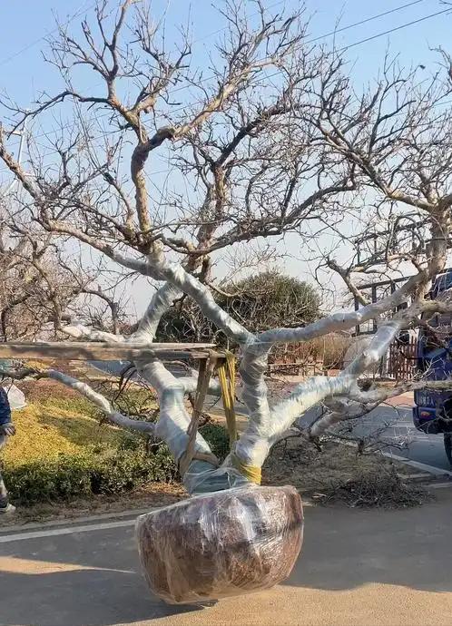 310岁古树！2015年江苏3男子连根挖起种到自家院子称：想吃石榴(图6)