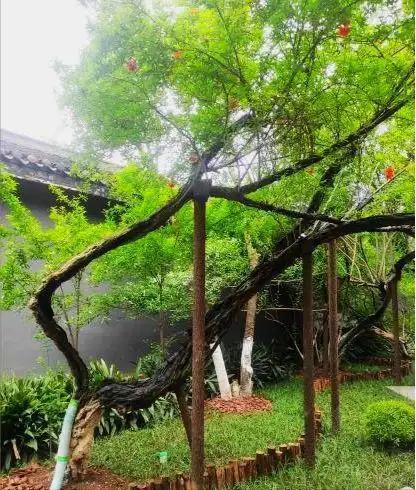 310岁古树！2015年江苏3男子连根挖起种到自家院子称：想吃石榴(图3)
