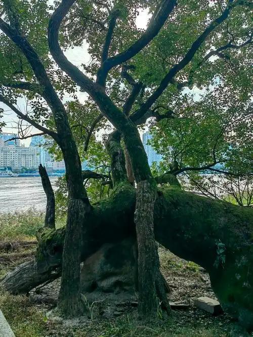 310岁古树！2015年江苏3男子连根挖起种到自家院子称：想吃石榴(图15)